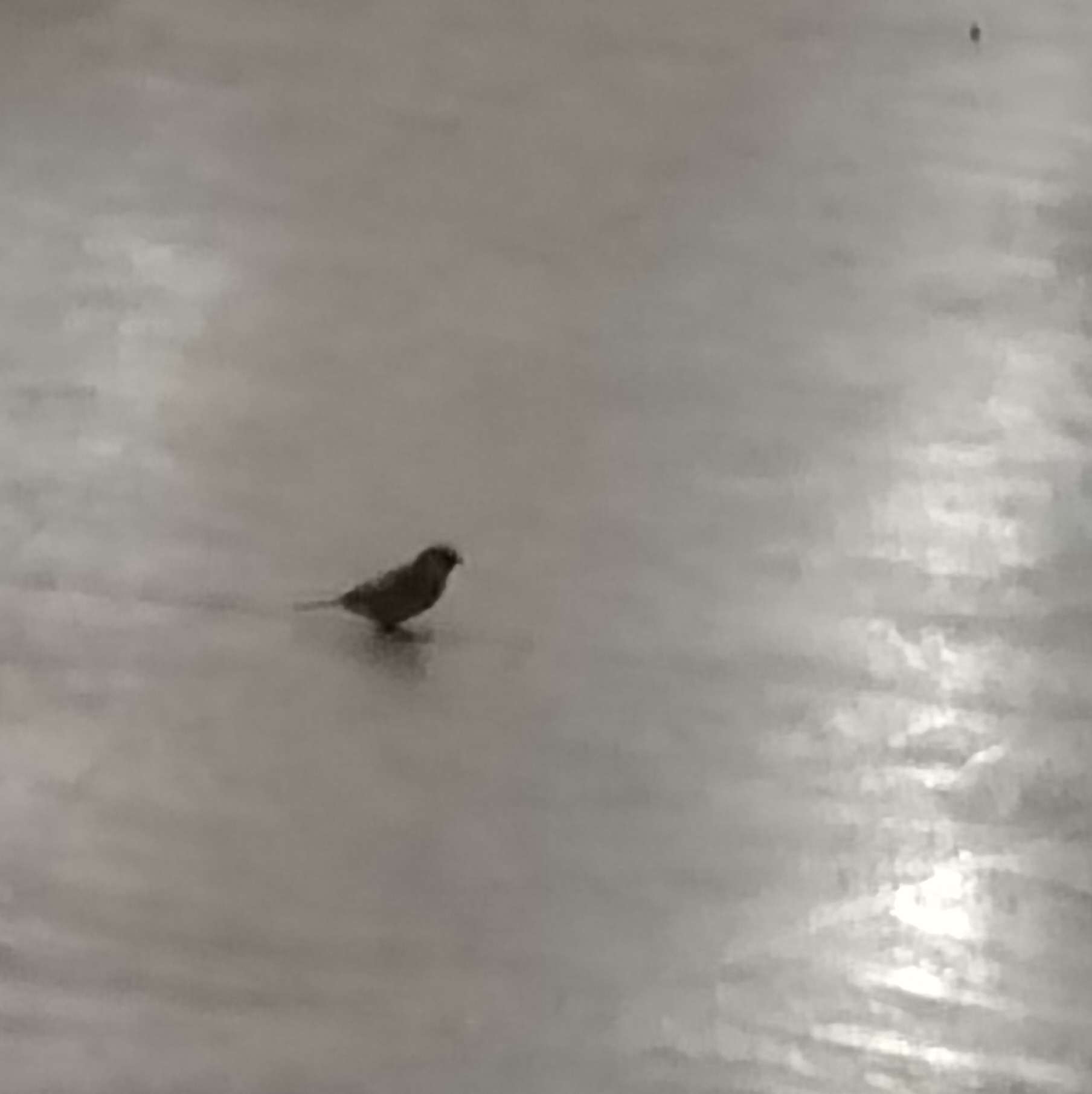 A Bird